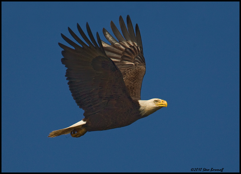 _0SB0616 american bald eagle.jpg